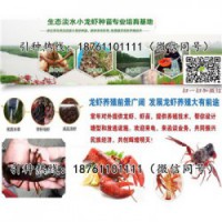 桐城青红小龙虾苗价格优质龙虾种苗供应