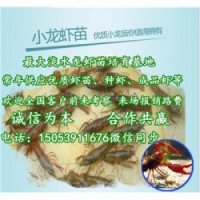 汤原县哪里有品种好的虾苗卖—淡水龙虾养殖