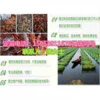 郸城县龙虾苗多少钱一斤—龙虾繁育基地