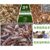 长寿龙虾种苗供应￥龙虾养殖技术指导