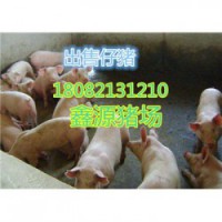 黄南二元母猪厂家价格