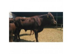 安徽300斤的夏洛莱肉牛犊一头多少钱
