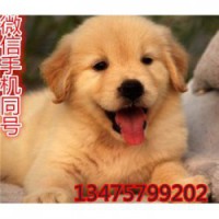 贵州凯里纯种卡斯罗犬价格大骨架杜高犬疫苗