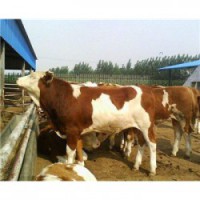 安徽300斤发西门塔尔肉牛犊养殖价格