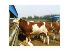 北京300斤的肉牛市场价格